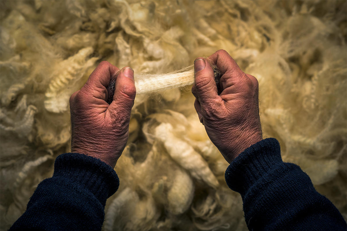 examining wool fibres